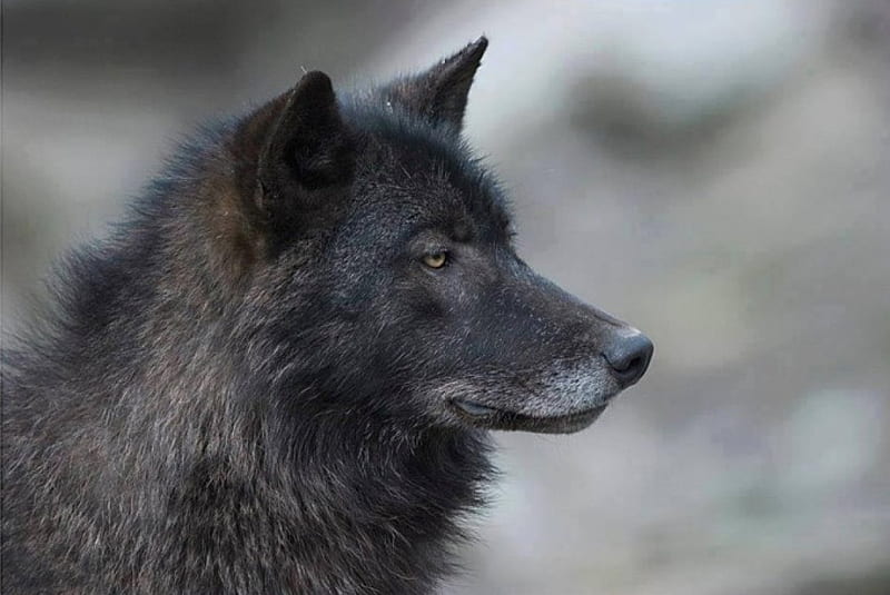 Lobo, canislupus, negro, dicho, lobos de madera, blanco, sabiduría, Fondo  de pantalla HD | Peakpx