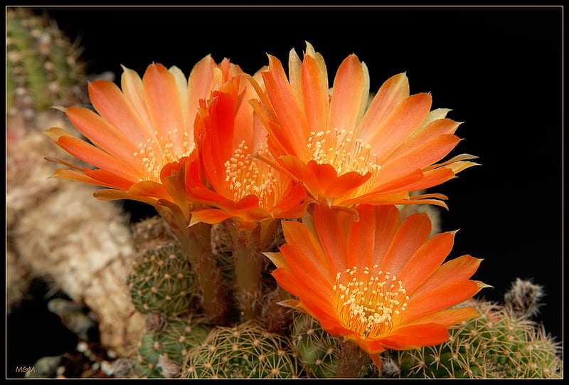 cactus flower, art , nice, orange, flower, nature, cactus, HD wallpaper