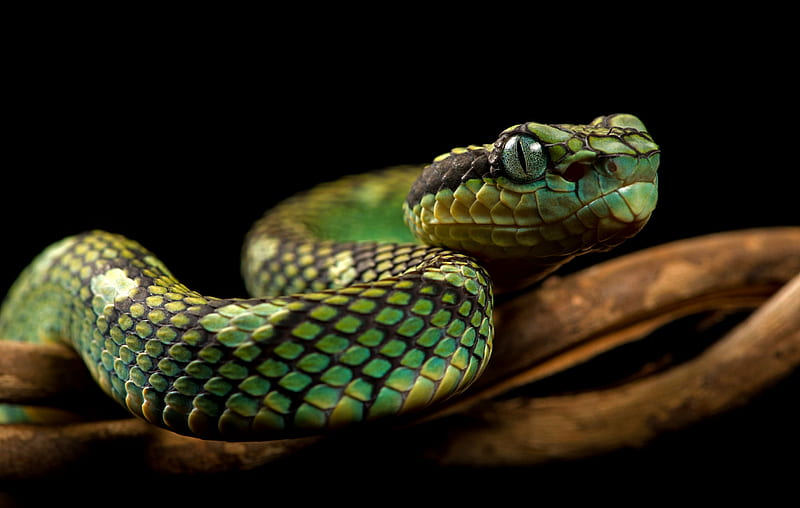 Reptiles, Python, Snake, HD wallpaper