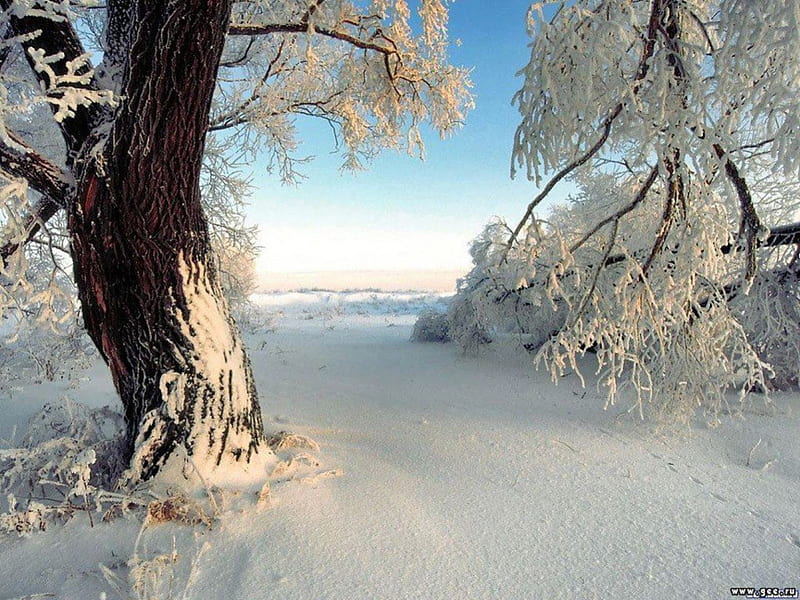 Winter, frig, zapada, alb, iarna, HD wallpaper