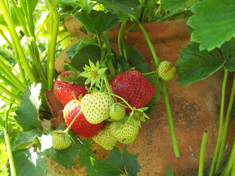 Good Morning Strawberries, strawberries, morning, natue, fruits, HD wallpaper