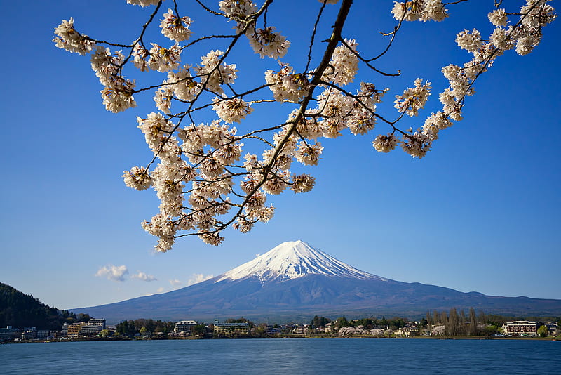 Volcanoes, Mount Fuji, Lake, Sakura, HD wallpaper