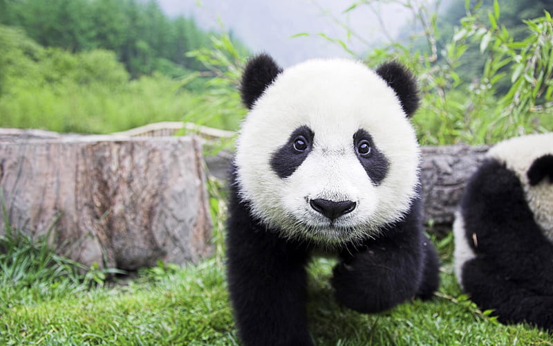 Baby Panda, panda bear, china, bear, adorable, baby, animal, sweet, panda, cute, nature, child, HD wallpaper