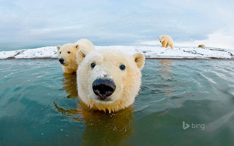 Polar bears Arctic National Wildlife Refuge Alaska, Arctic, Alaska, Polar, Bears, HD wallpaper