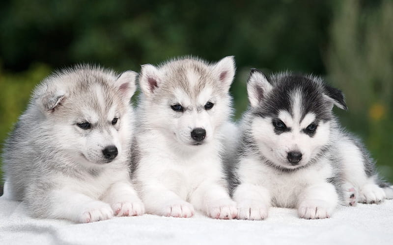 small puppies, husky, cute animals, small dogs, pets, trio, HD wallpaper