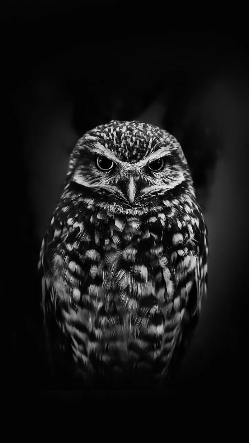 Owls, bird, birds, black, white, HD phone wallpaper