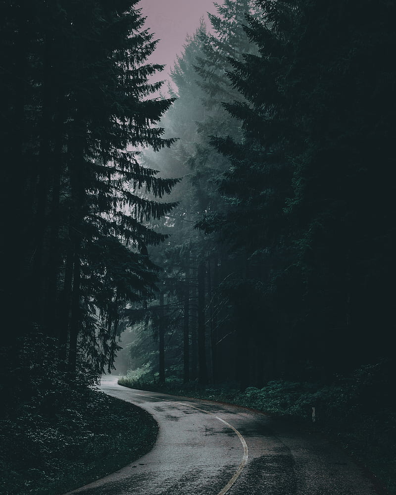 Faded woods, apple, black, forest, galaxy, landscape, nature, road, samsung, winter, woods, HD phone wallpaper
