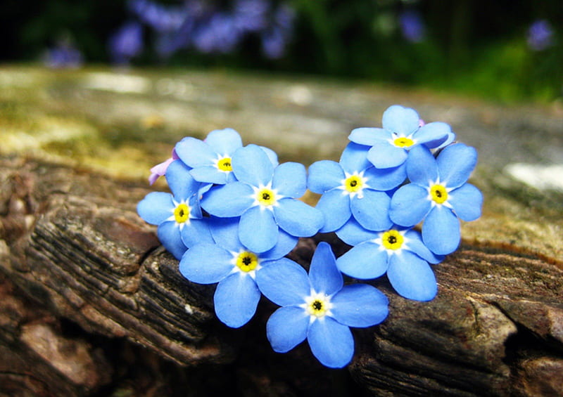 I FORGET ME NOTS, love, heart, flower, flowers, forget me not, blue, HD wallpaper