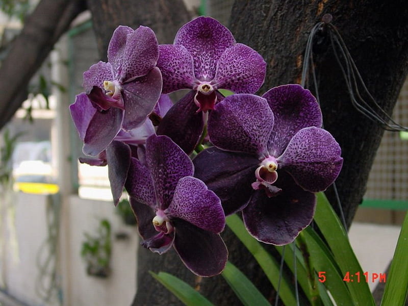 Orquídeas moradas, orquídeas, bellezas, moradas, elegantes, Fondo de  pantalla HD | Peakpx