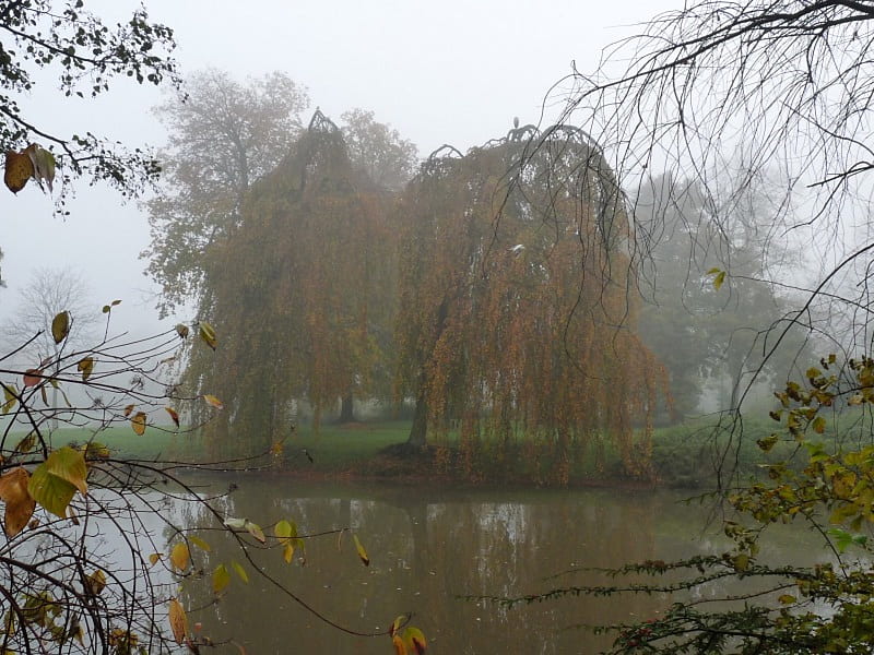 Autumn mist, fall, autumn, park, trees, fog, mist, herfst, leaves, bladeren, bomen, HD wallpaper