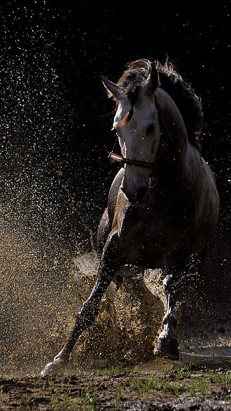 Horses running, pretty, eight, horses, mountains, HD wallpaper | Peakpx