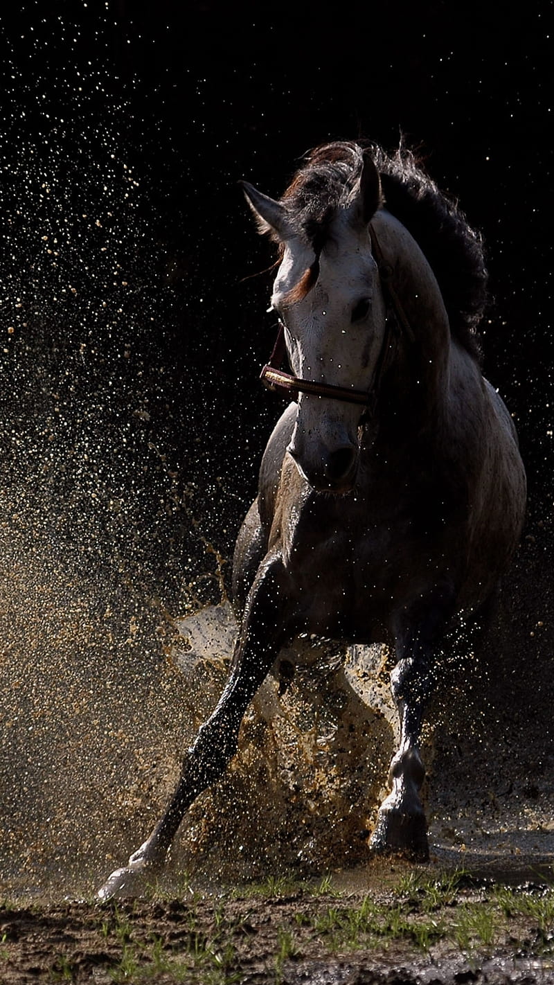 Horse, bonito, run, running, strong, water, HD phone wallpaper | Peakpx
