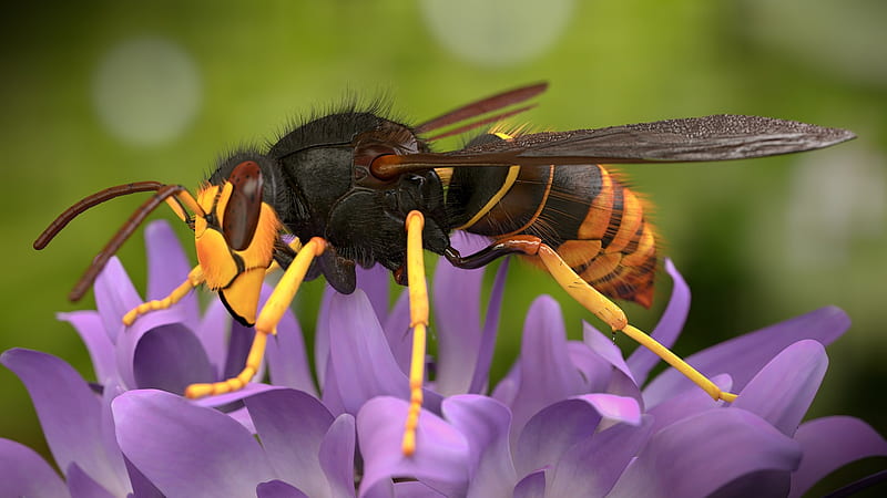 Asian giant hornet, flower, asian, insect, hornet, HD wallpaper | Peakpx