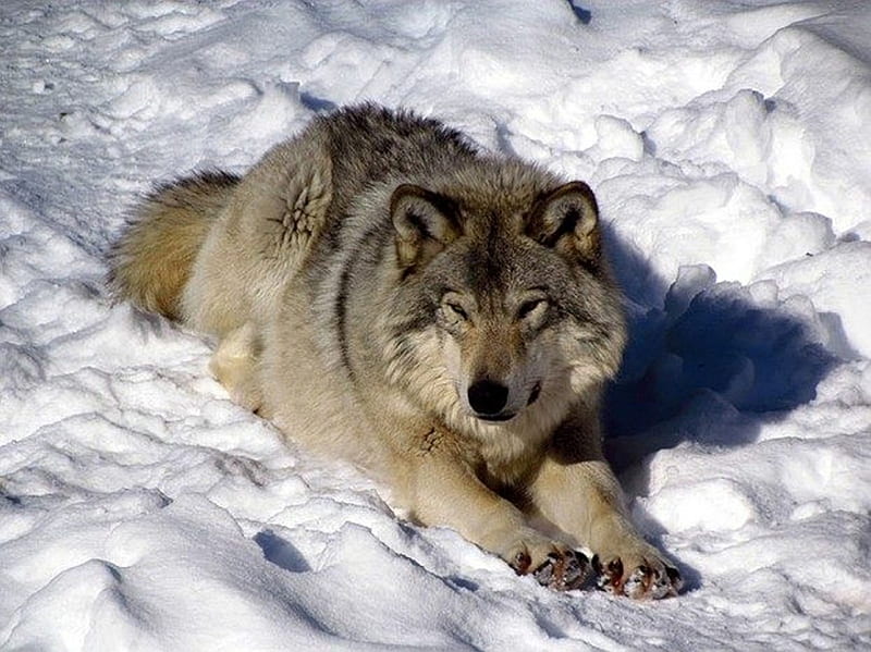 RESTING WOLF, snow, resting, nature, Wolf, animals, HD wallpaper