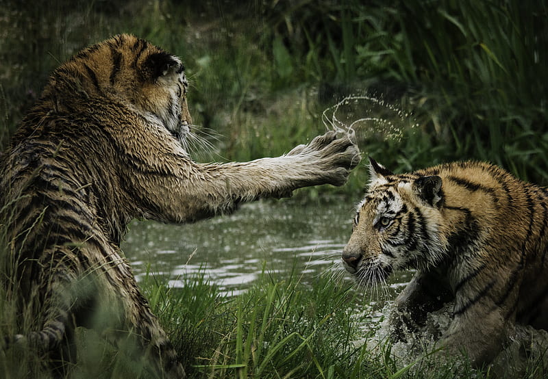 tigers fighting on swamp, HD wallpaper