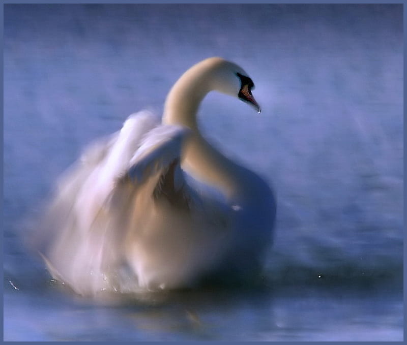 Motion in white, water, ruffling feathers, white, long neck, swan, swimming, blue, HD wallpaper