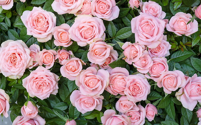 pink roses, rose bush, pink beautiful flowers, floral background, roses, HD wallpaper