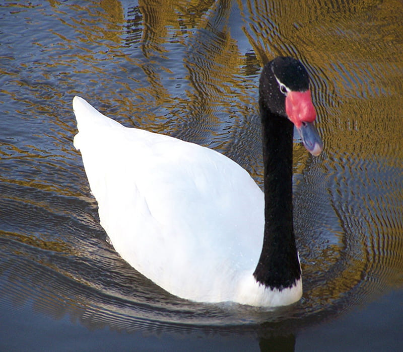 Black Necked Swan In water, Swan, Necked, Black, grahy, HD wallpaper