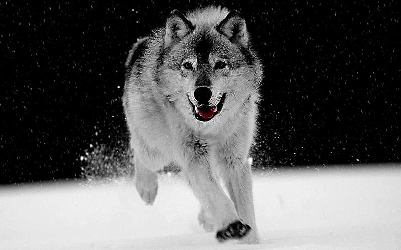 Play in The Snow for {Daxe09}, graphy, black and white, wolf, animals ...