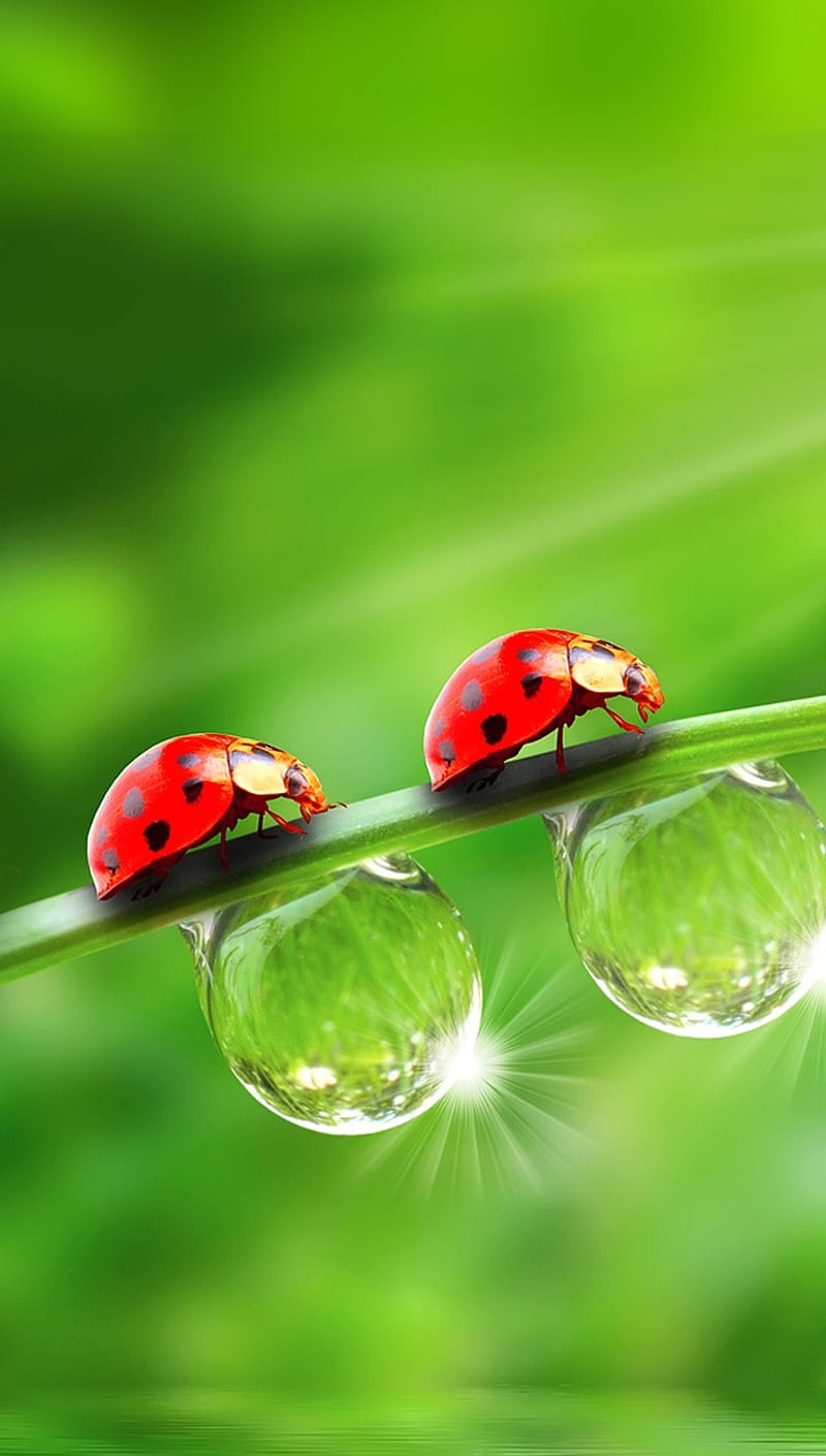 LadyBug, animal, apple, green, iphone, nature, small, water, HD phone wallpaper