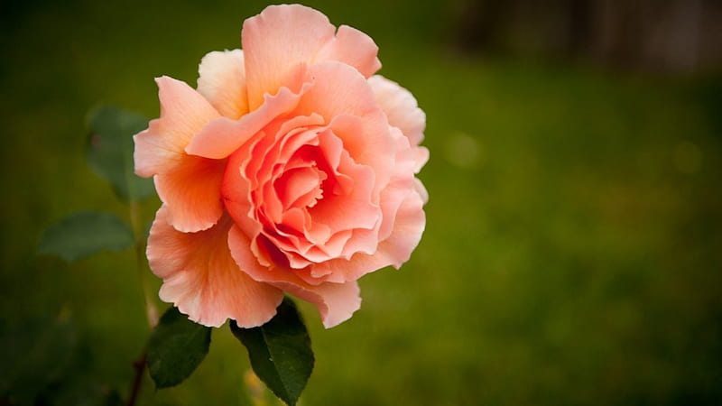 Rose Orange Flower Nature 8K Wallpaper #159