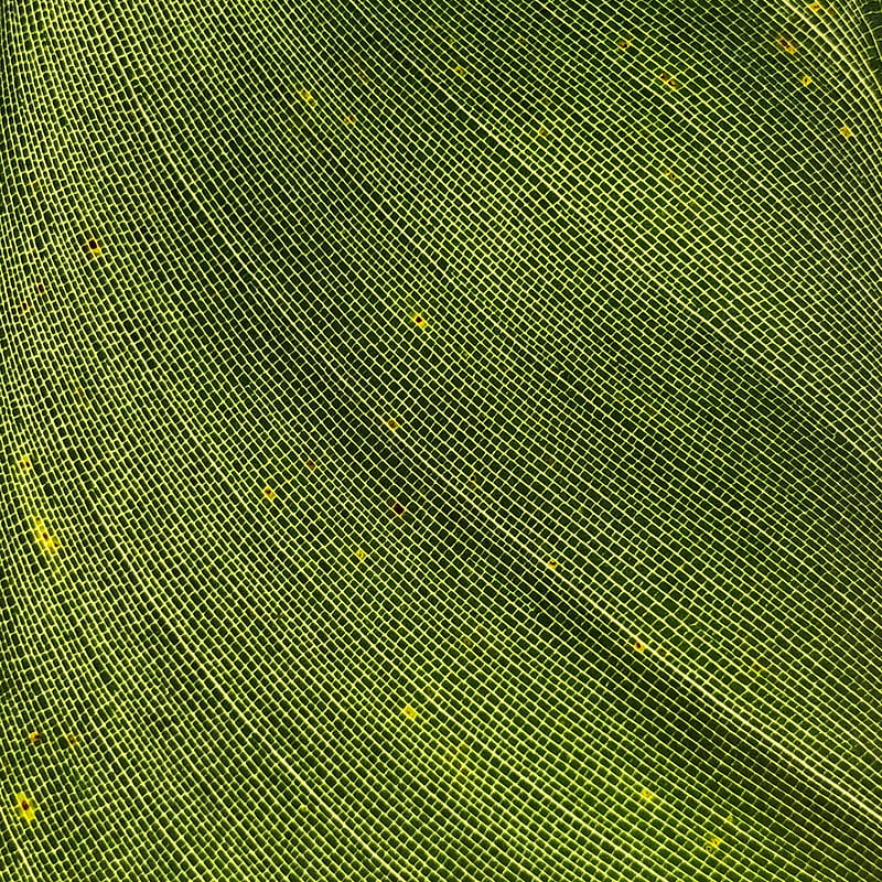 leaf, macro, texture, HD phone wallpaper