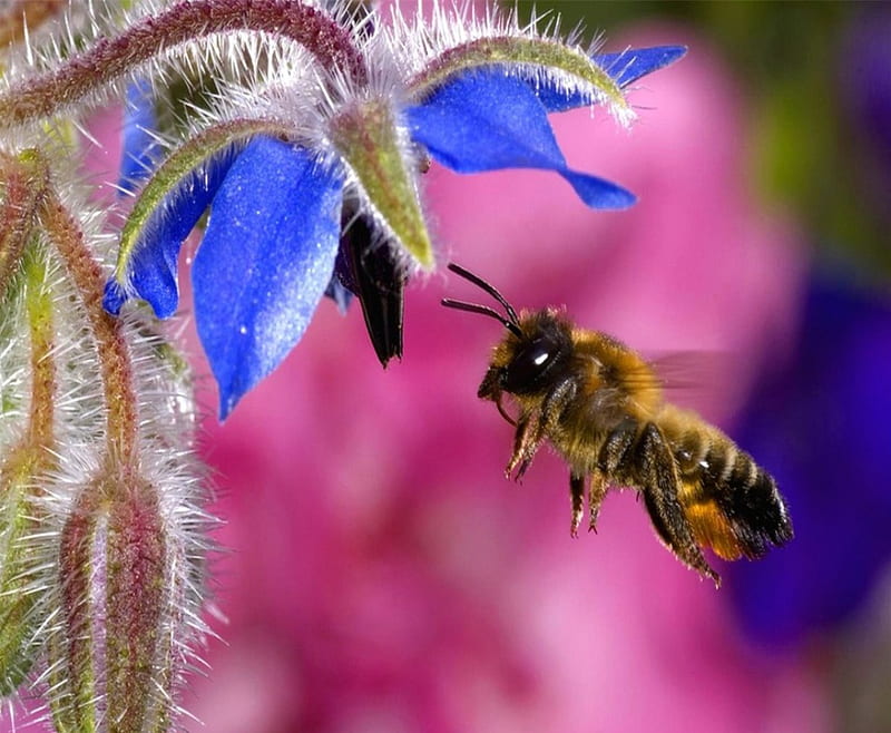Busy As A Bee, colorful, wings, bee, flower, nature, pollen, pink, stem, blue, HD wallpaper