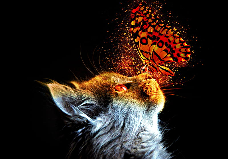Cats, Cat, Butterfly, Insect, Pet, Profile, HD wallpaper