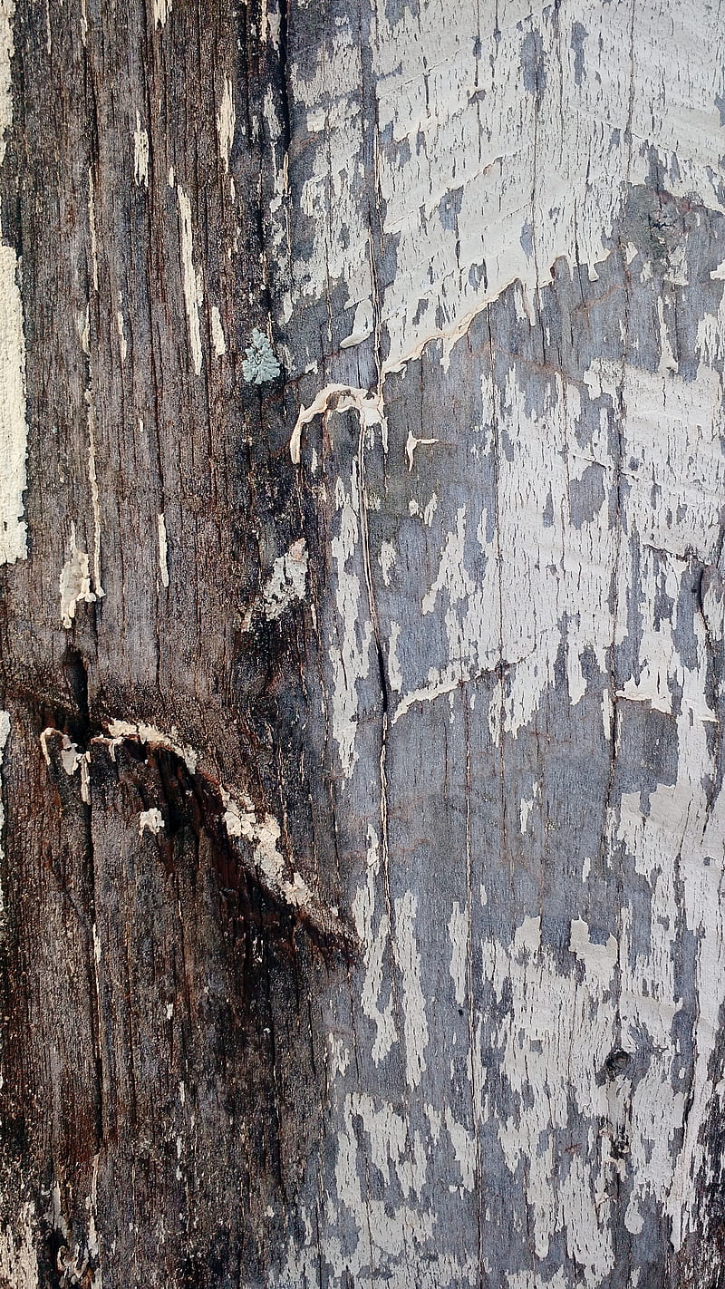 Texture Macro , palin, textura, pine, forest, grain, wood, gris, HD phone wallpaper