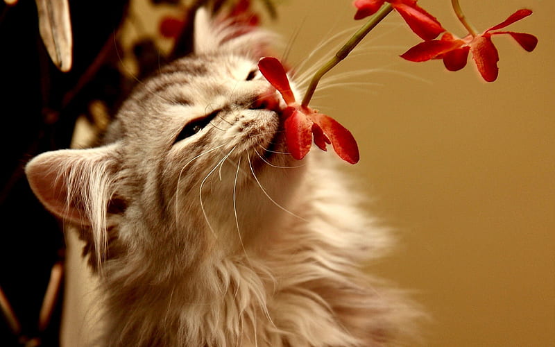 SMELL of SPRING, smelling, pet, flowers, spring, cat, HD wallpaper
