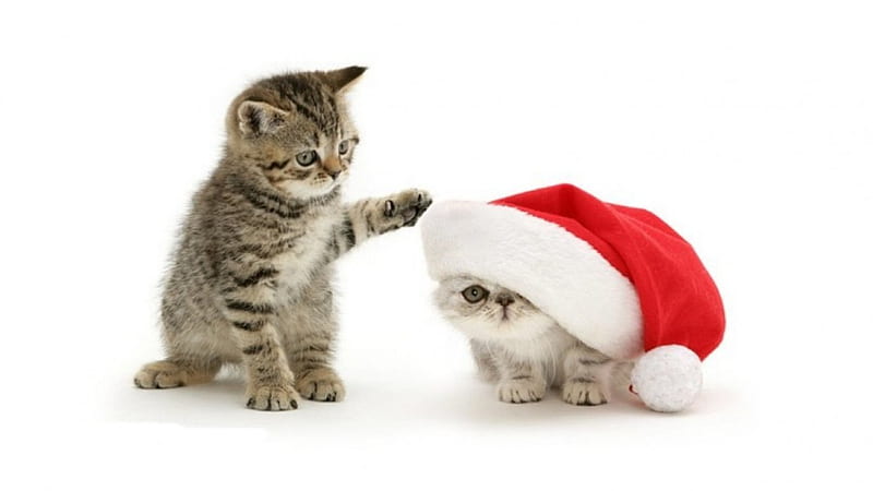 Christmas Kitties, cute, holidays, christmas, cats, animals, HD ...