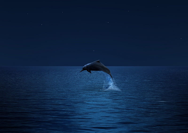 DANCING IN THE MOONLIGHT, moon, dolpin, dolphins, sea, HD wallpaper