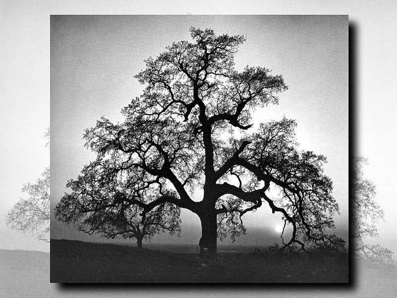 Oak Tree in Silhouette 1, ansel adams, tree, graphy, adams, oak, scenery, landscape, HD wallpaper