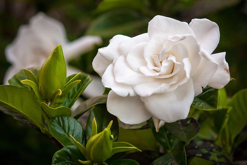 Single white beauty, bush, 1599x1066, green, one, flower, gardenia, nature, white, HD wallpaper