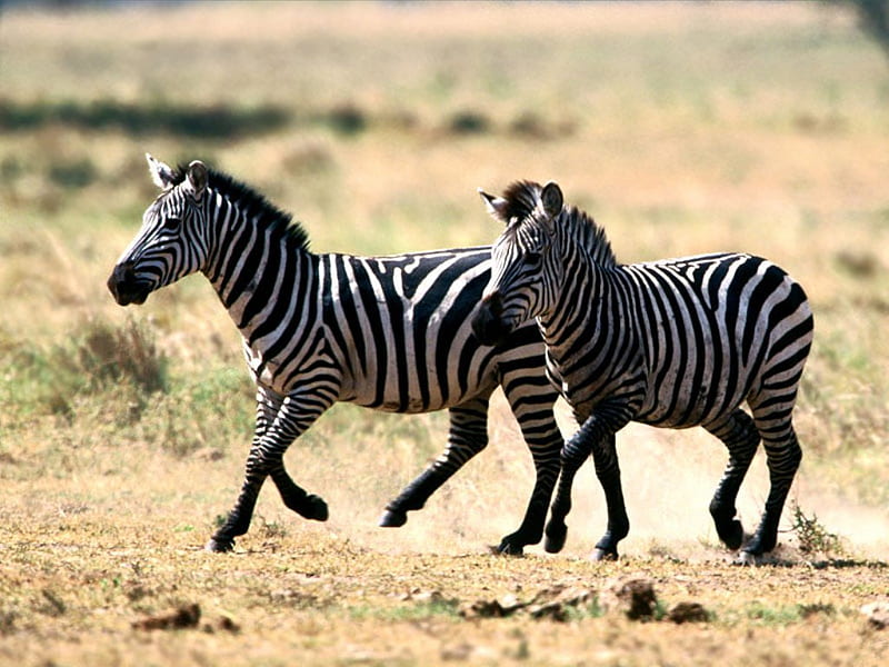 Zebras, stripes, mohawks, africa, HD wallpaper