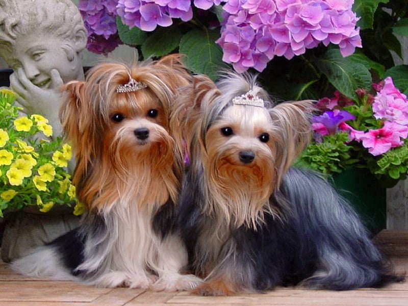 Sweet and sweeter, flowers, puppies, yorkies, dogs, HD wallpaper