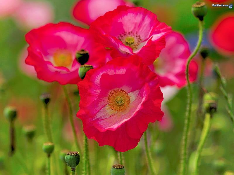 poppies, makovi, green, makovi, poppies, flowers, fields, pink, HD wallpaper