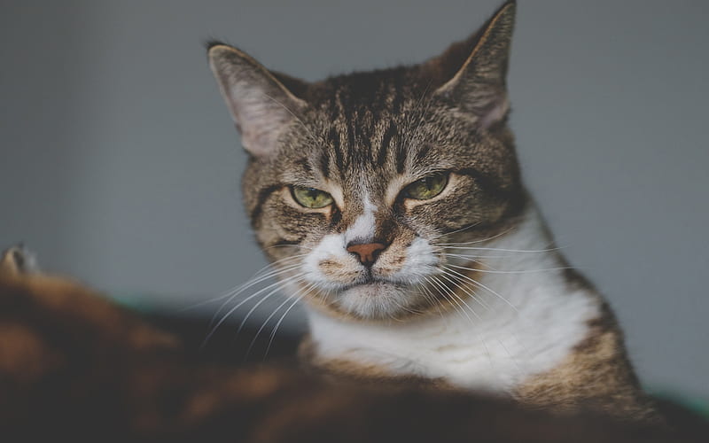disgruntled cat, portrait, pets, gray cat, American Bobtail, HD wallpaper