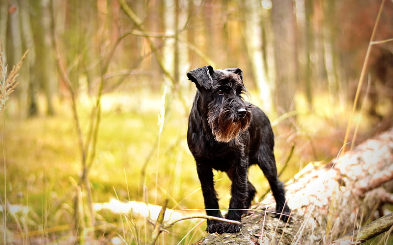 Giant Schnauzer dogs, cute animals, forest, pets, black dog, Giant Schnauzer Dog, HD wallpaper
