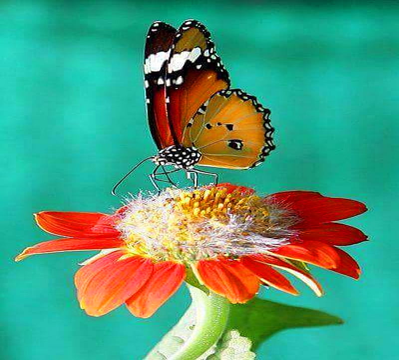 Hovering, wings, butterfly, orange, flower, black, white, HD wallpaper