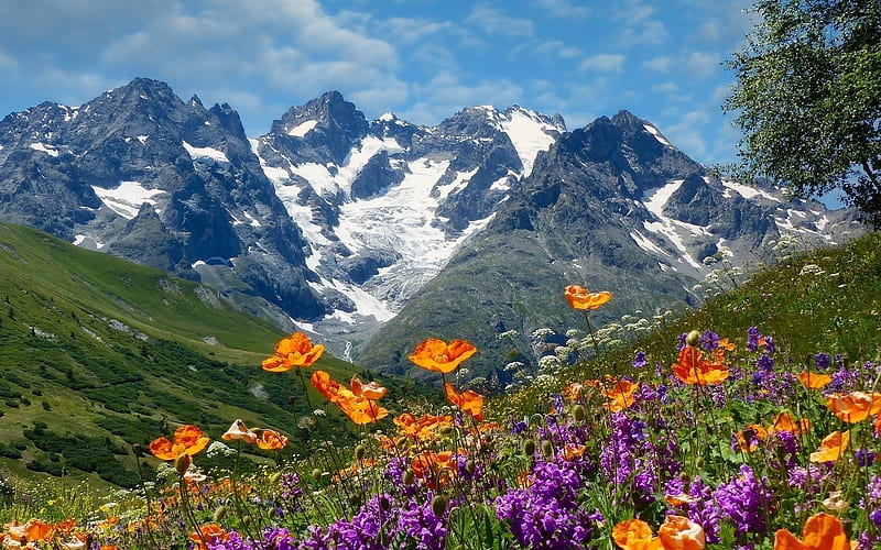 Mountain Meadow, landscape, wild flowers, meadow, mountains, HD wallpaper