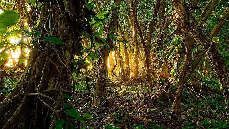 Roots Covered Trees In Jungle With Sunbeam Jungle, HD wallpaper