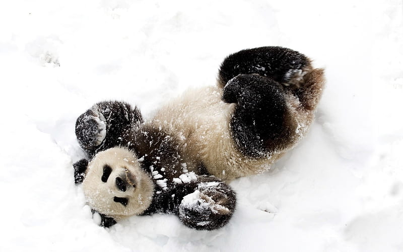 panda, winter, snow, bear, HD wallpaper