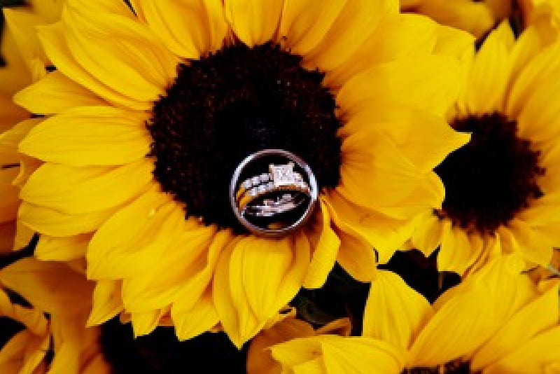 One Love, yellow, proposal, rings, sunflowers, love, bright, siempre, brilliant, flowers, magnificent, light, wedding, diamonds, happy, warmth, flower, nature, white, HD wallpaper