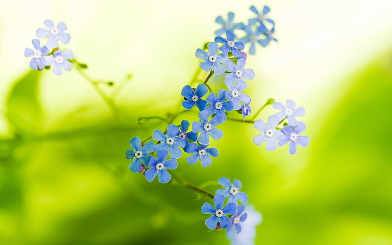 forget me not-beautiful flowers, HD wallpaper