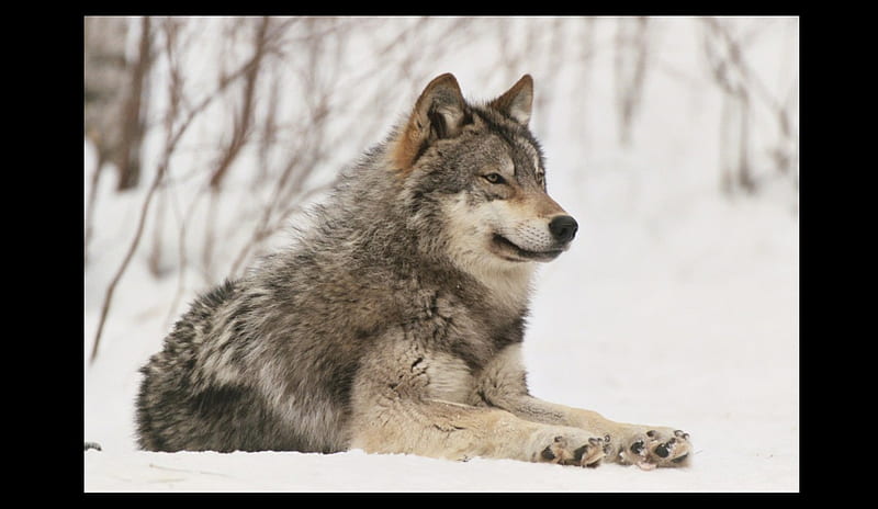 laydown, friendship, quotes, pack, dog, lobo, arctic, black, abstract, winter, timber, snow, wolf , wolfrunning, wolf, white, lone wolf, howling, wild animal black, howl, canine, wolf pack, solitude, gris, the pack, mythical, majestic, wisdom beautiful, spirit, canis lupus, grey wolf, nature, wolves, HD wallpaper