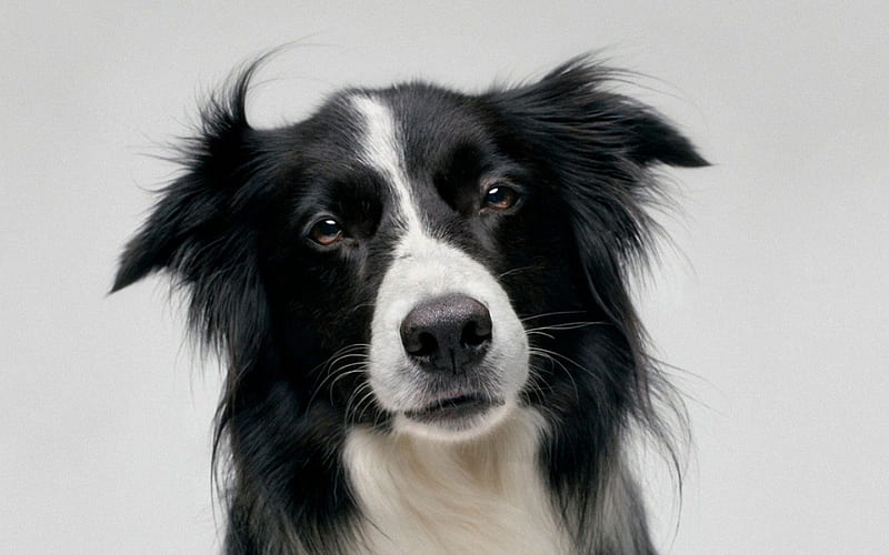 Border collie, cute, black, beauty, white, fur, dog, animal, HD wallpaper