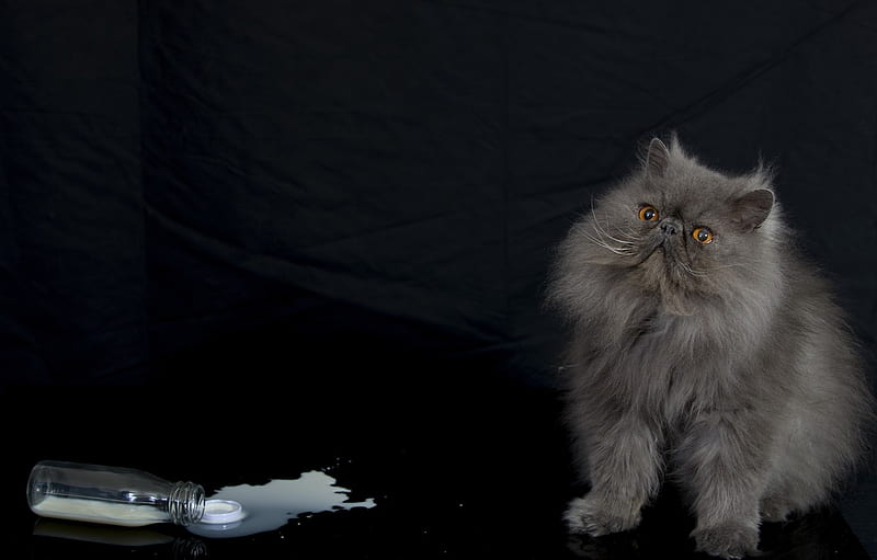 cat, bottle, fluffy, milk, Persian cat for , section кошки, Black Persian Cat, HD wallpaper