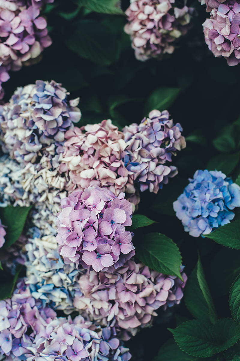 pink and blue hydrangeas flowers, HD phone wallpaper
