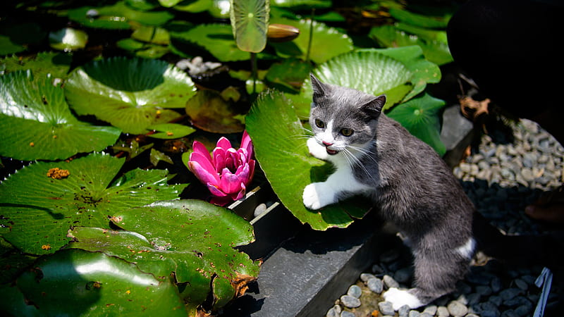 Ash White Cat Kitten Is Standing On Green Lotus Leaf With Sunrays Cat, HD wallpaper